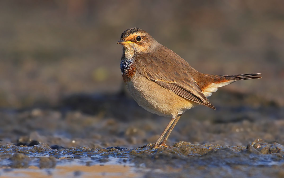 bluethroat