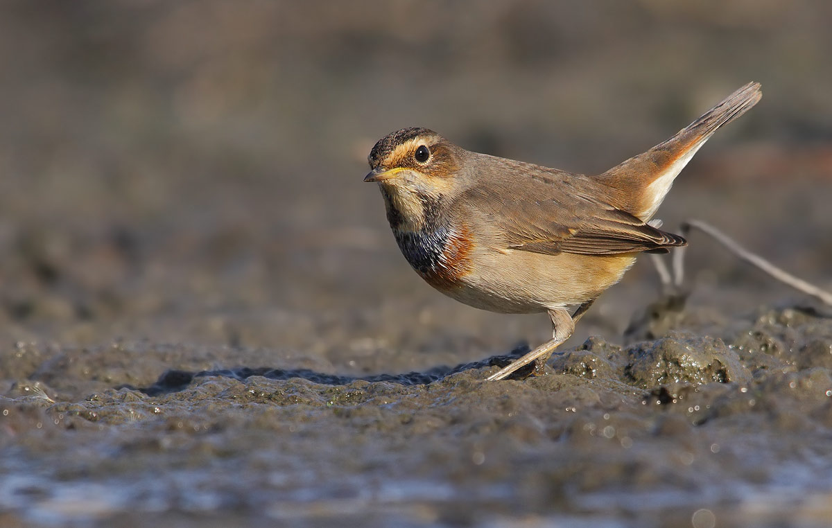 bluethroat