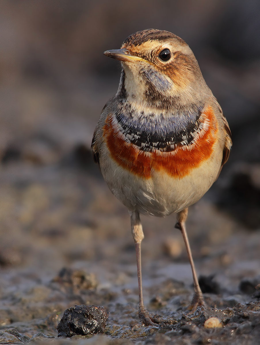 bluethroat