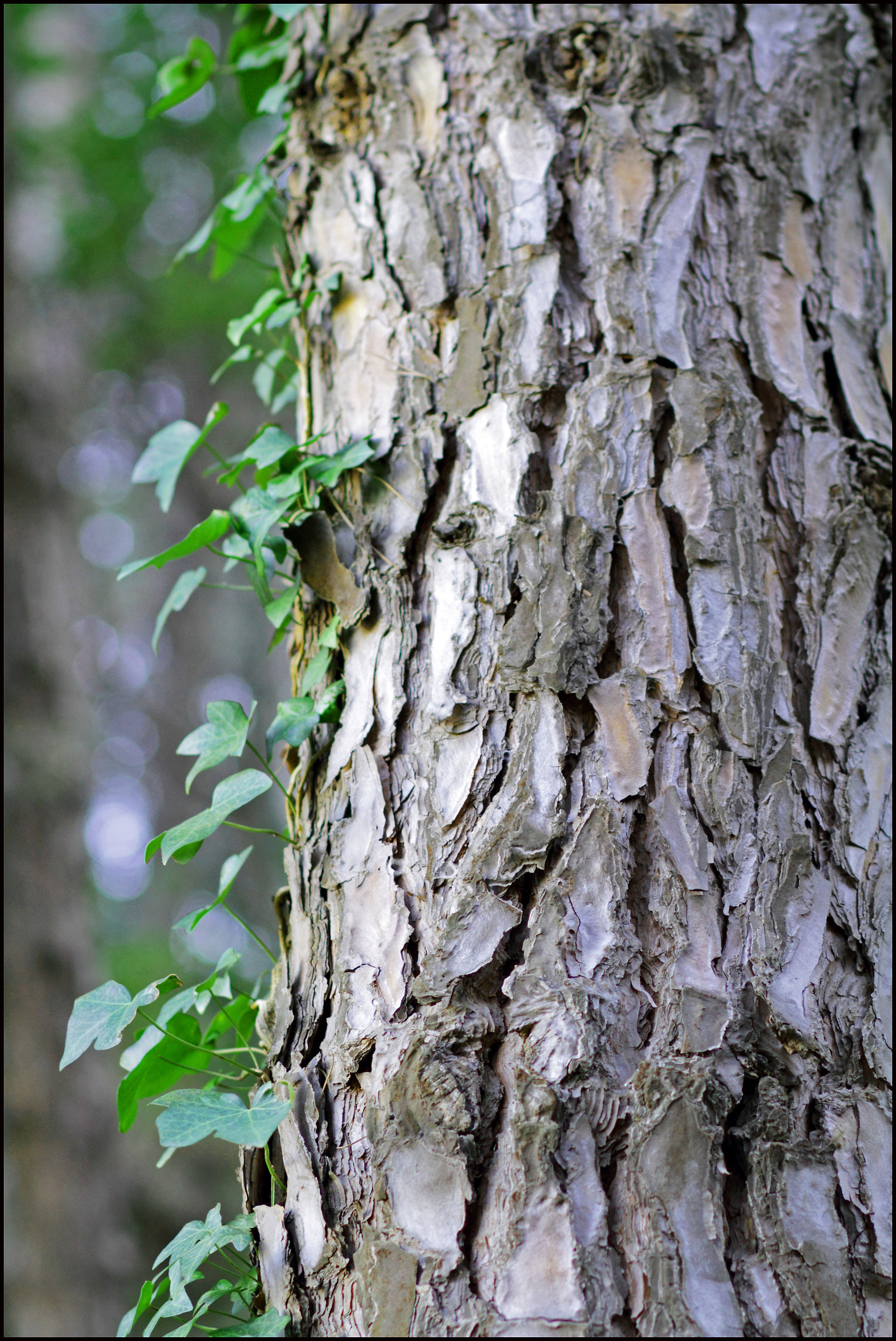 oasis castle arechi ...