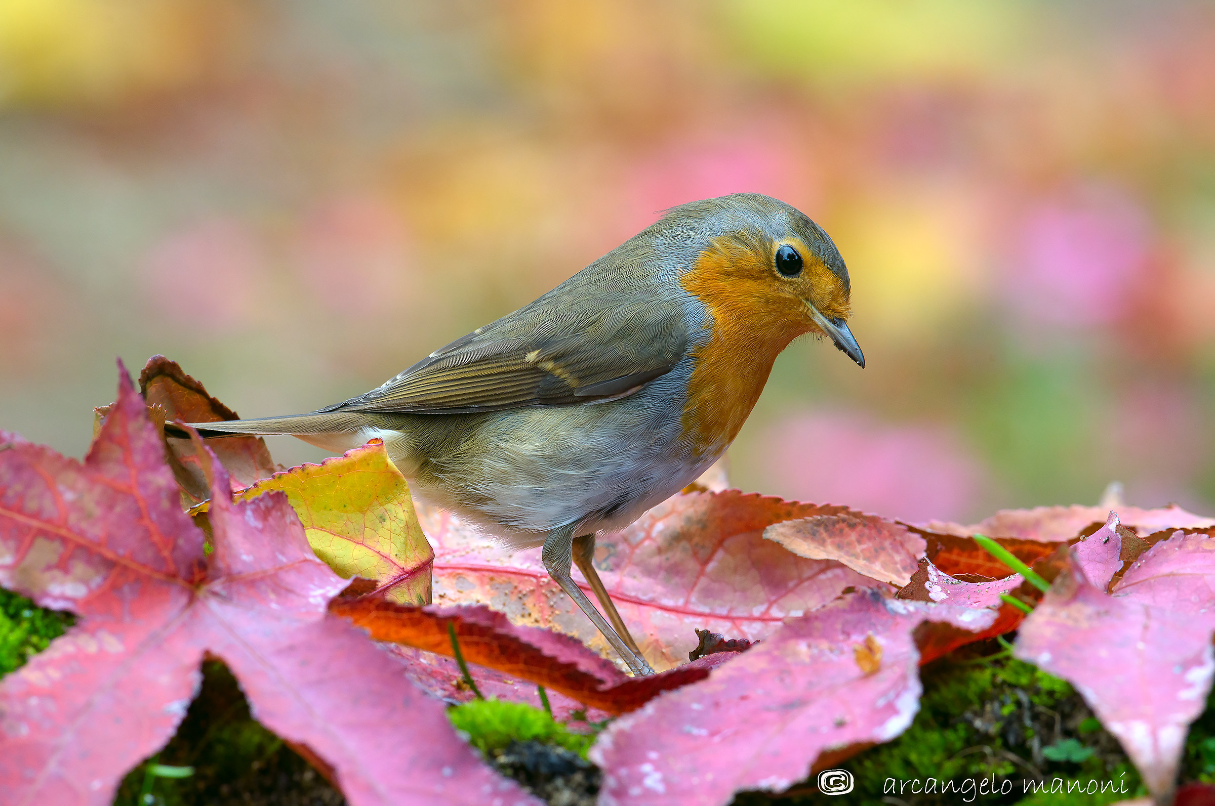 Robin ''alla ricerca del colore perduto''