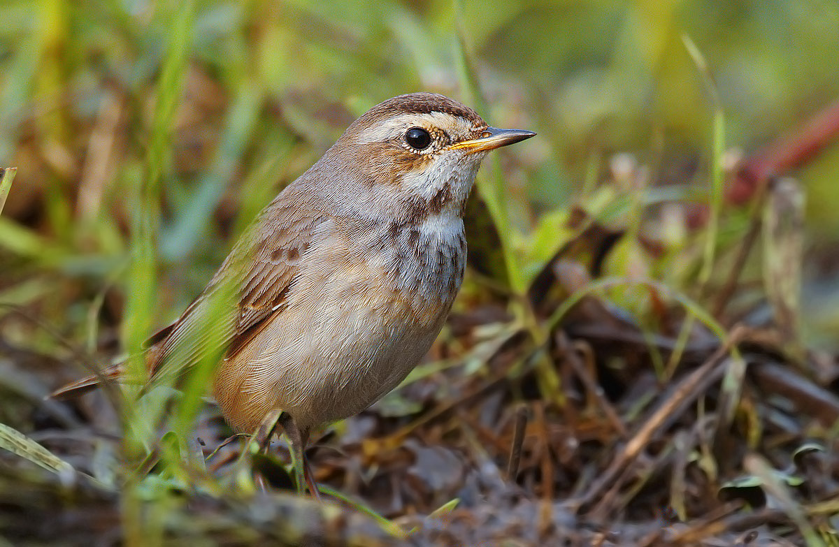 Bluethroat Female