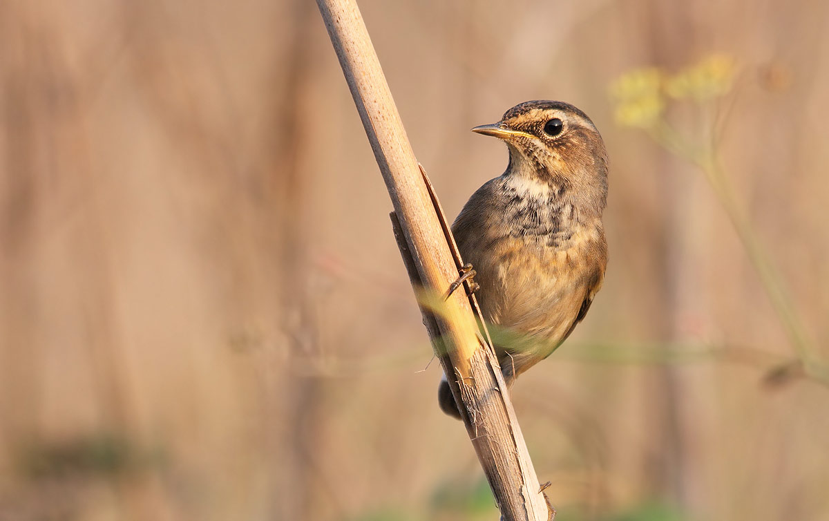 bluethroat