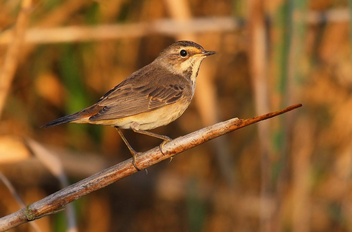 bluethroat