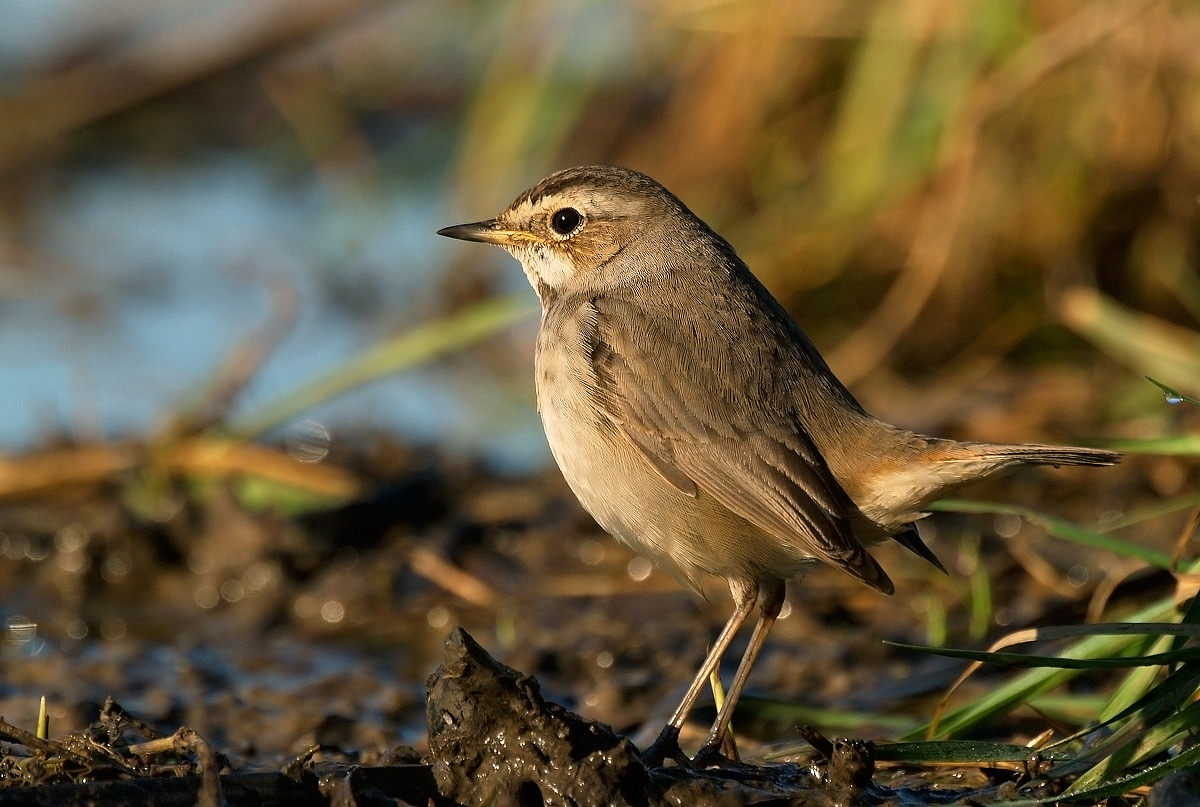Bluethroat Female