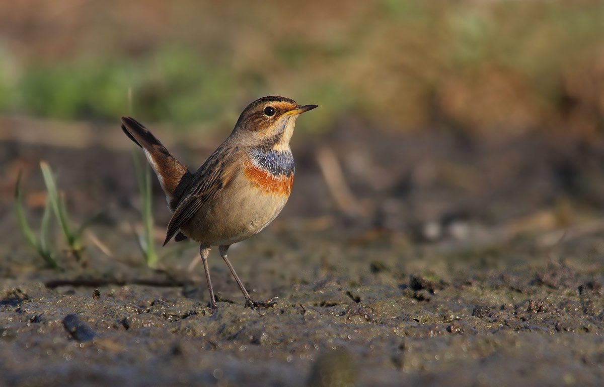 bluethroat