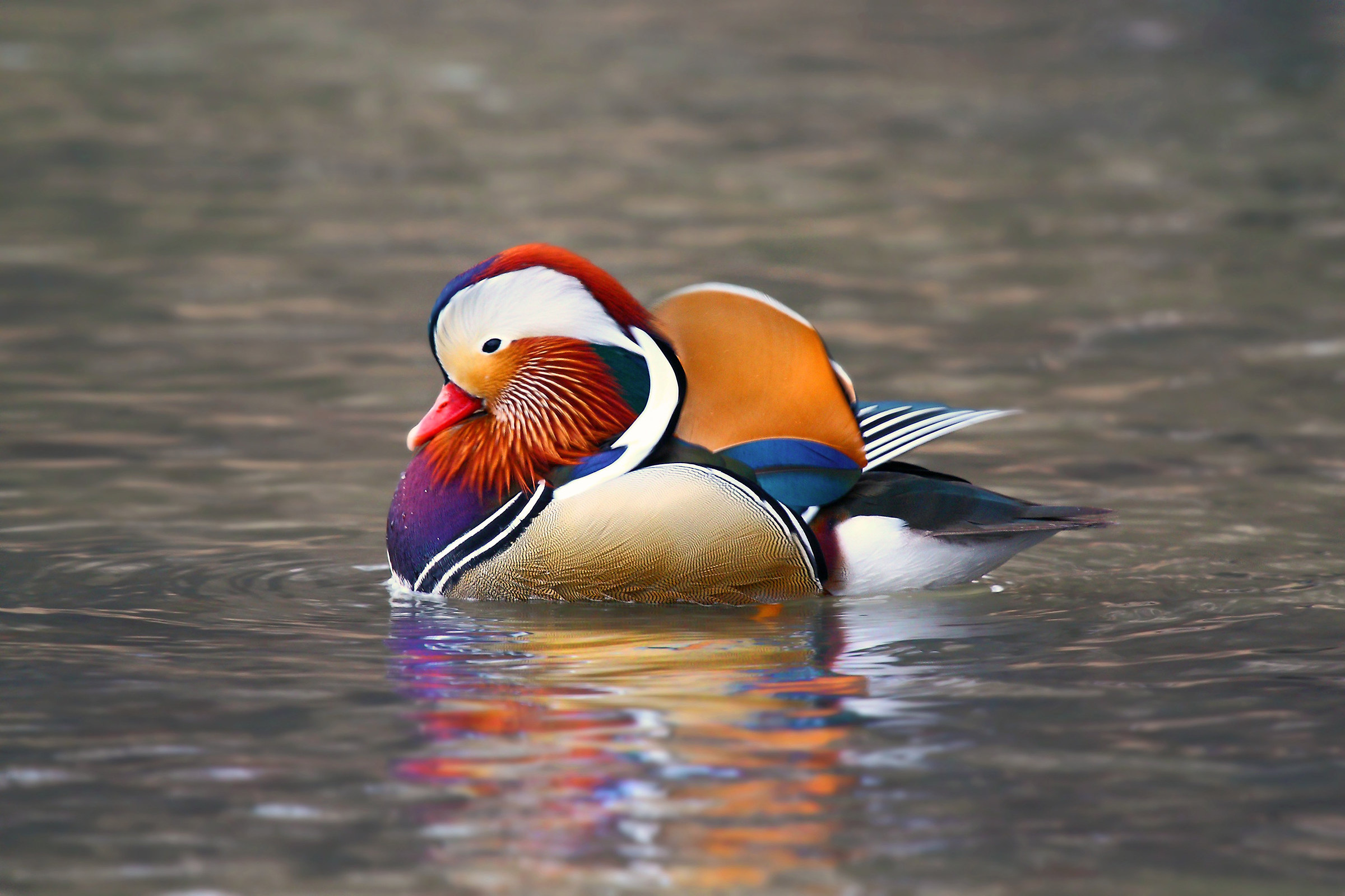 mandarin duck
