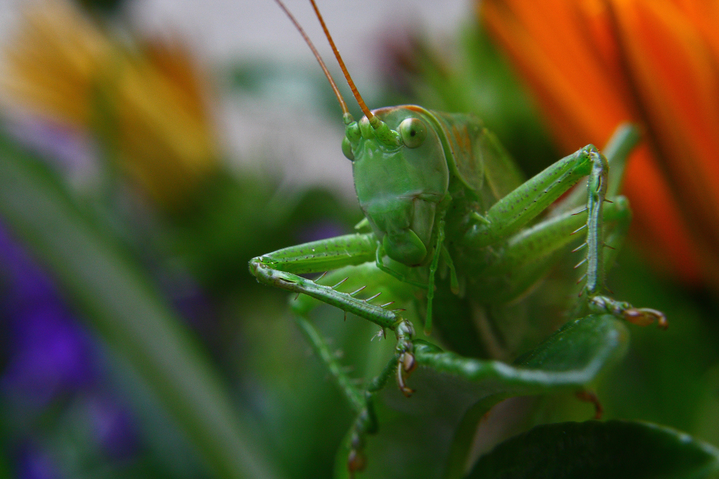 grasshopper
