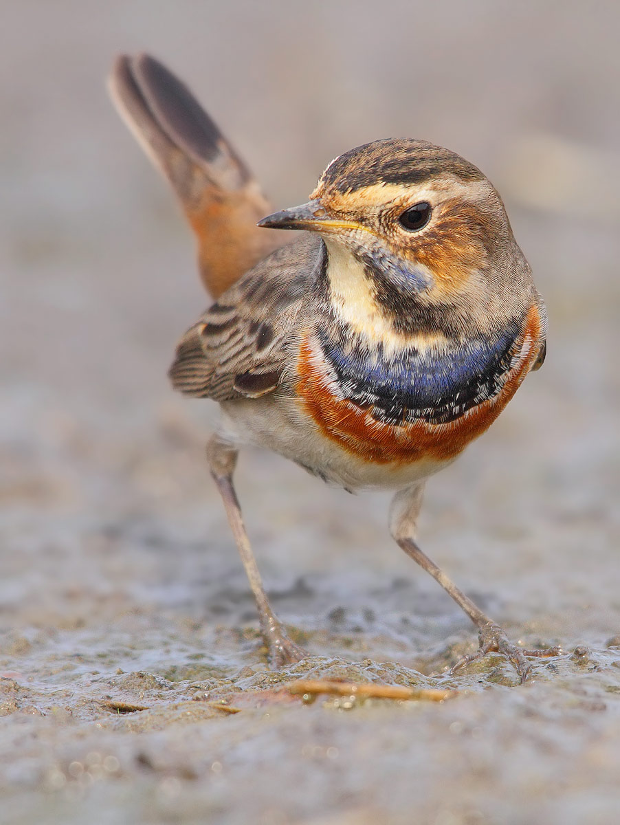 bluethroat