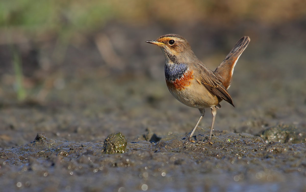 bluethroat