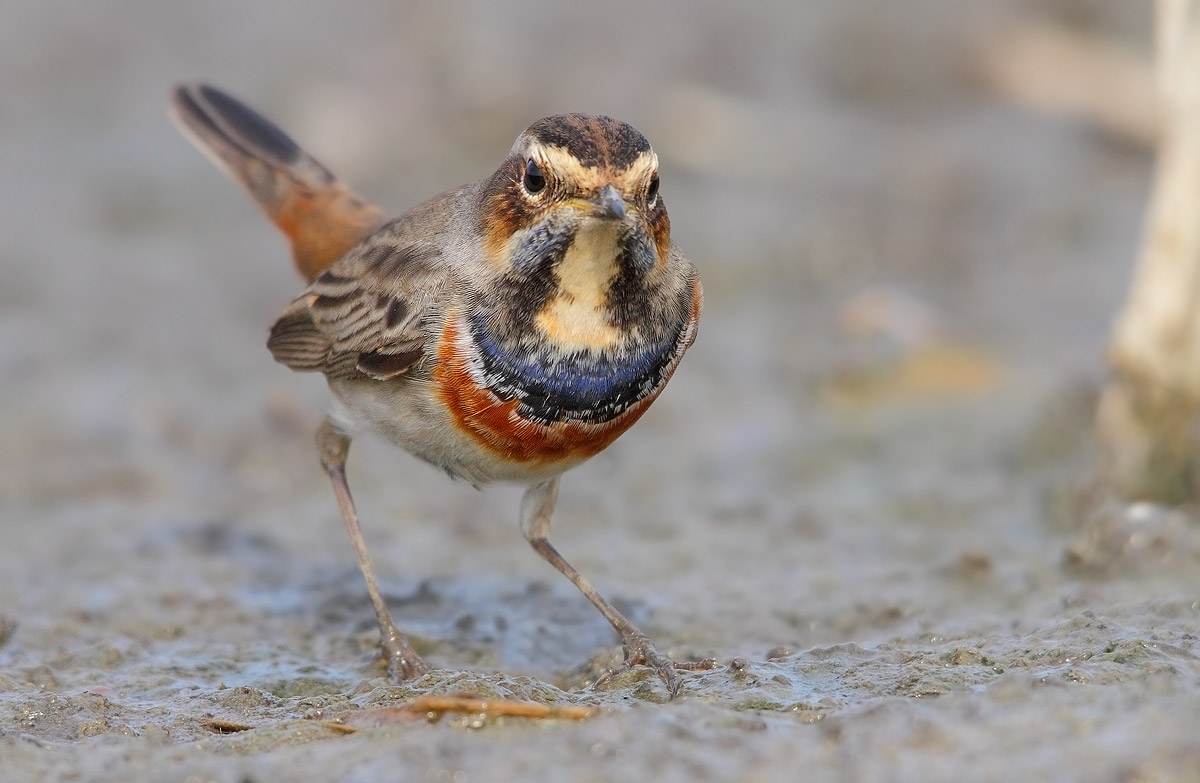 bluethroat