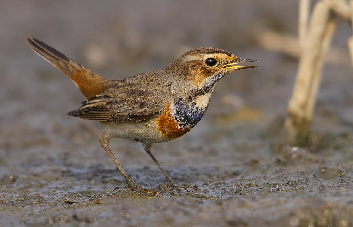 bluethroat
