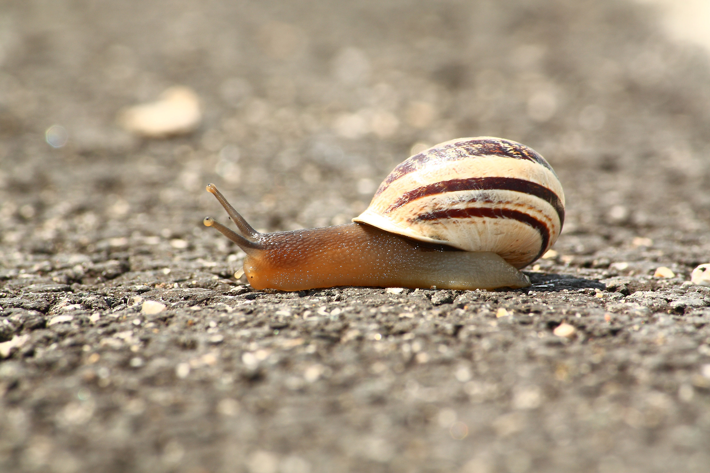 snail in the street
