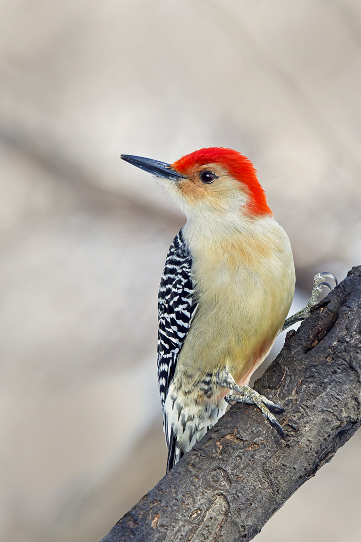 Picchio della Carolina