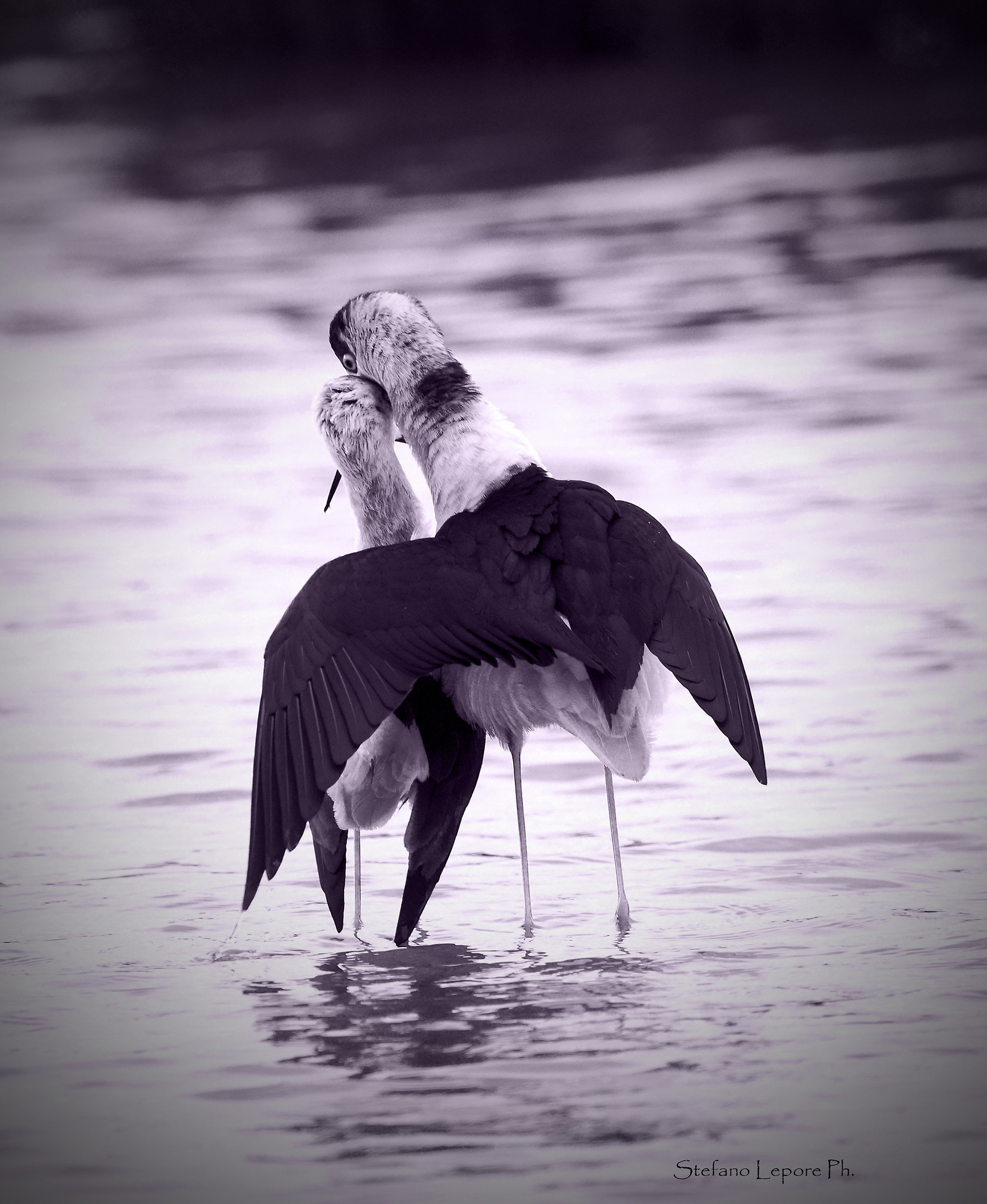 Knight ........ of Italy