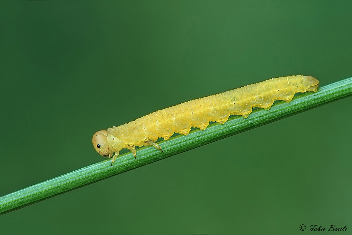 larva di imenottero