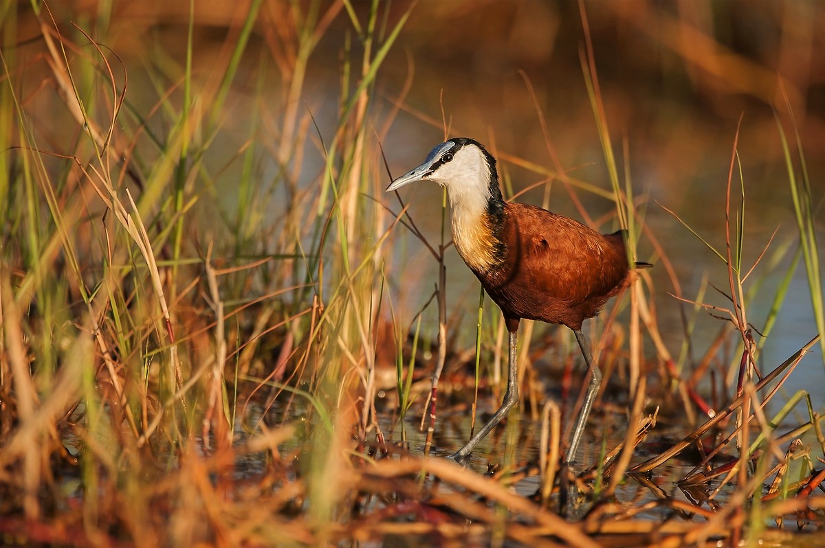Reeds in early morning
