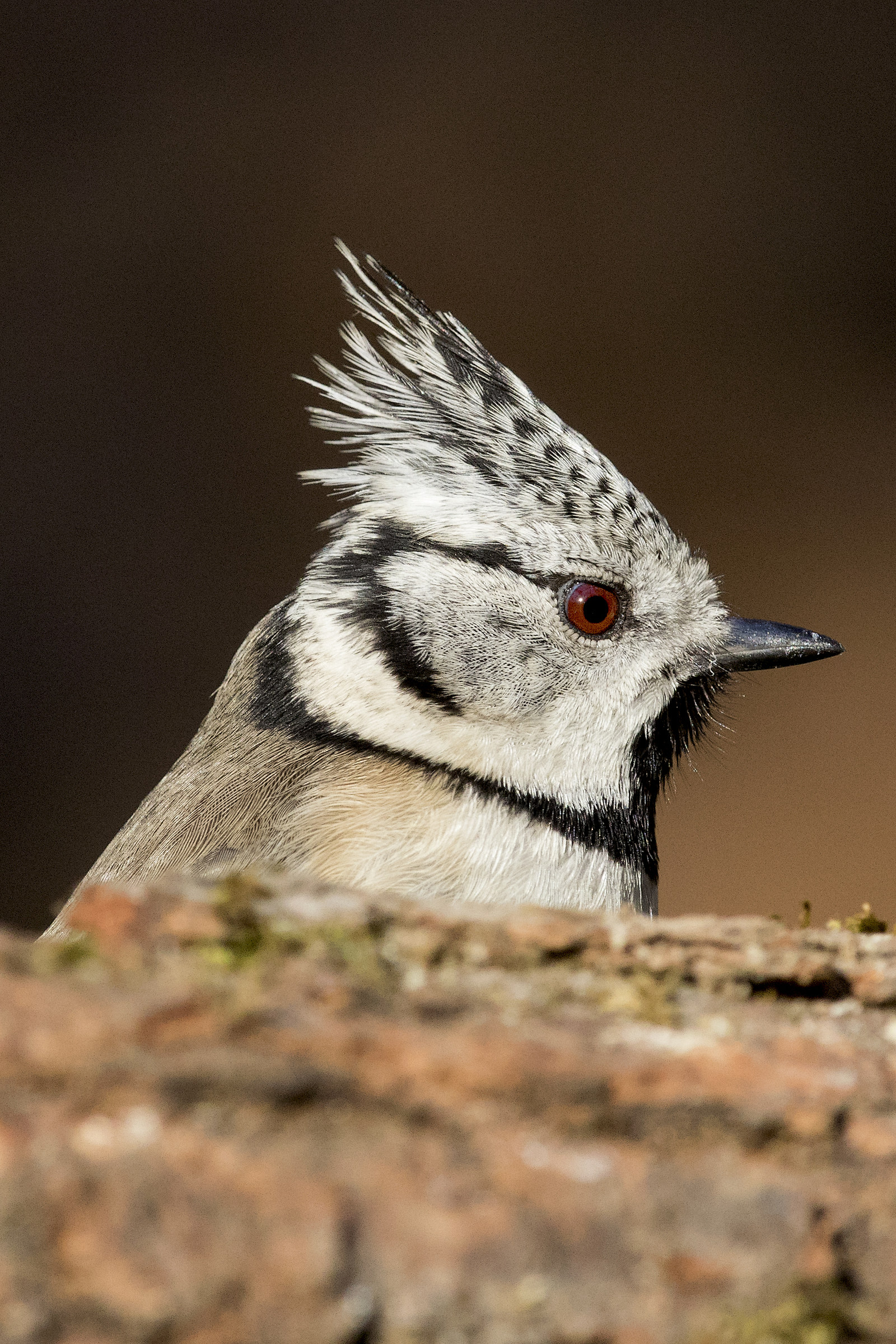 portrait of the tuft