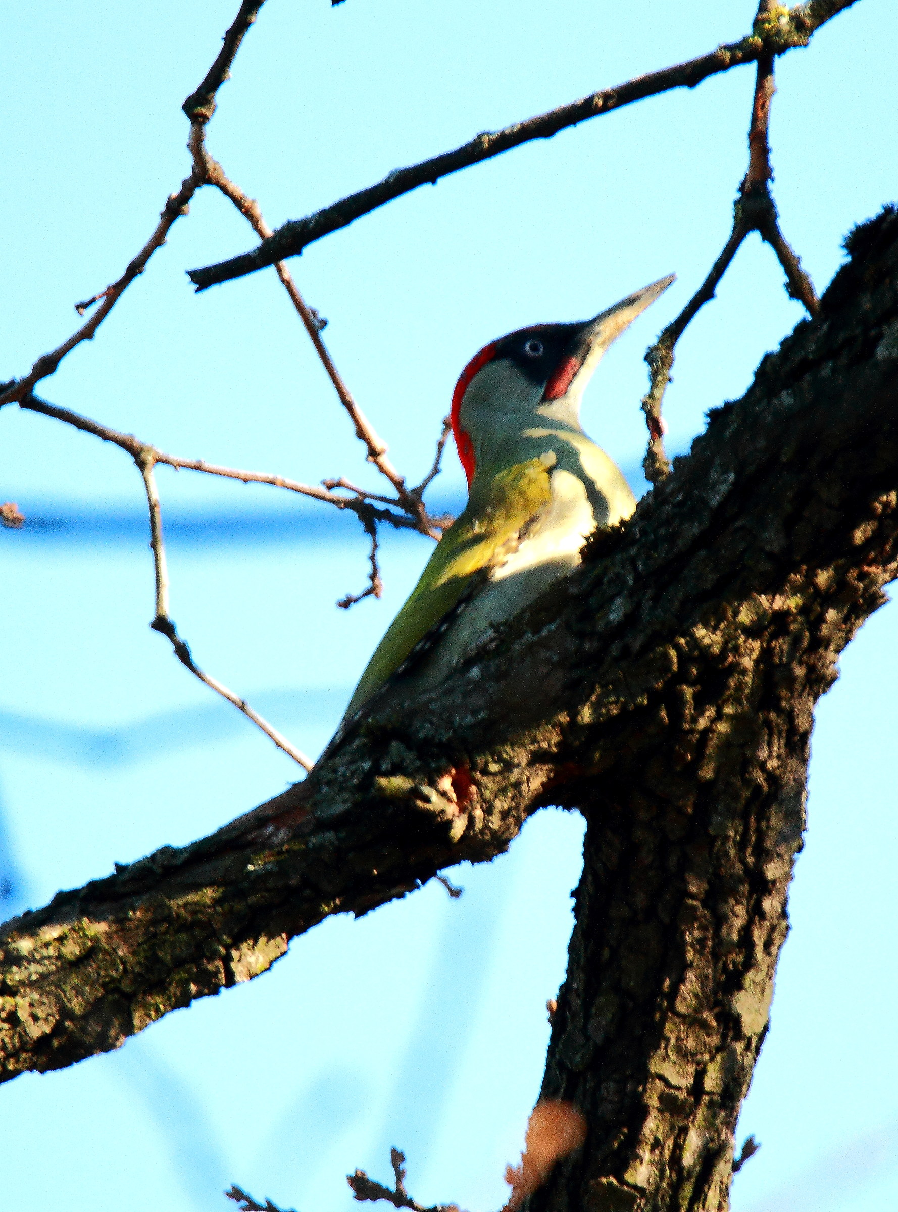 green woodpecker
