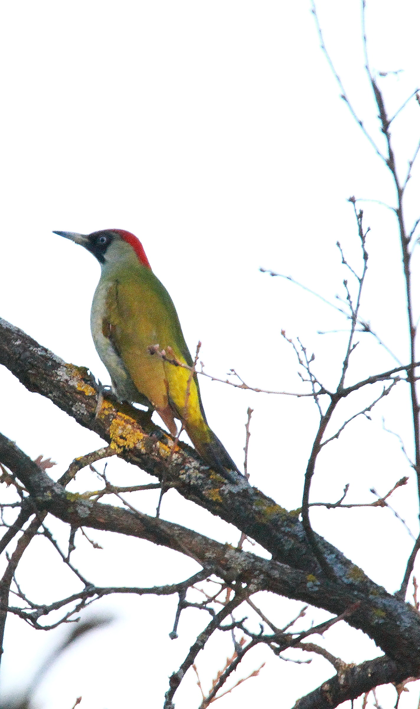 green woodpecker