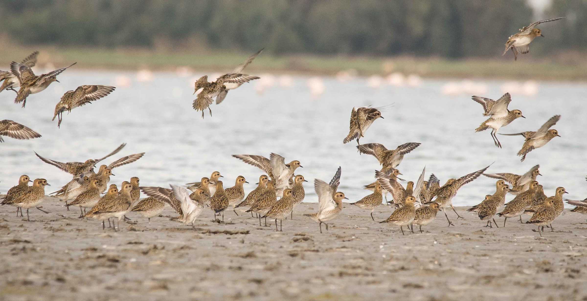 Donorato, the golden plover