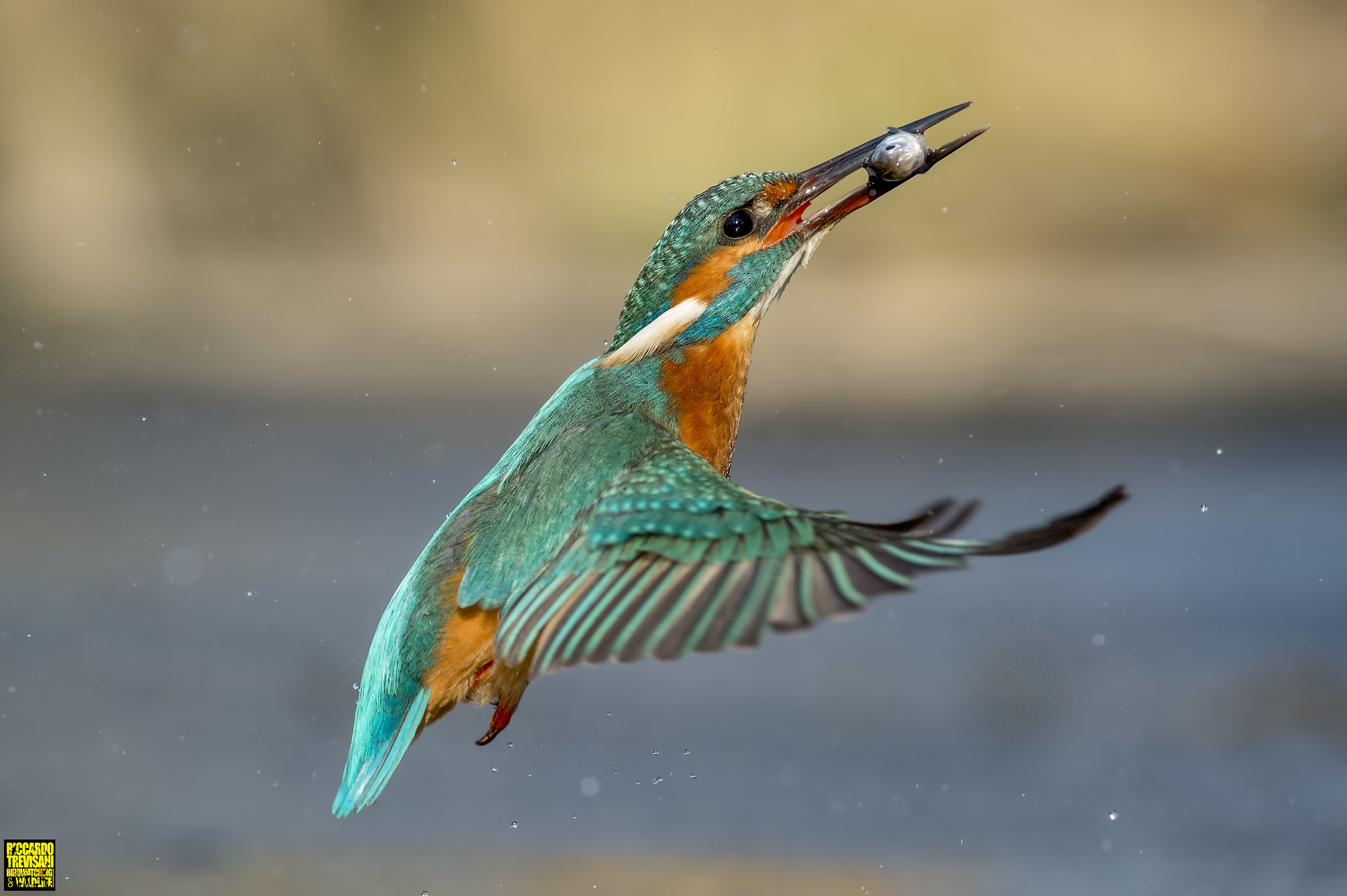 flying fish... with the King