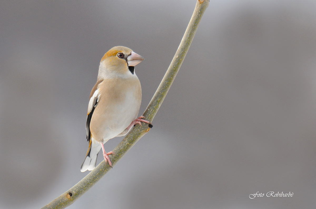 Frosone...femmina...