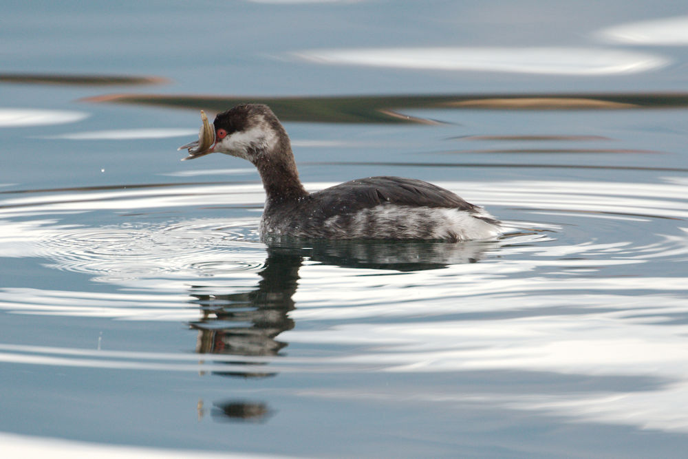 Horned Grebe