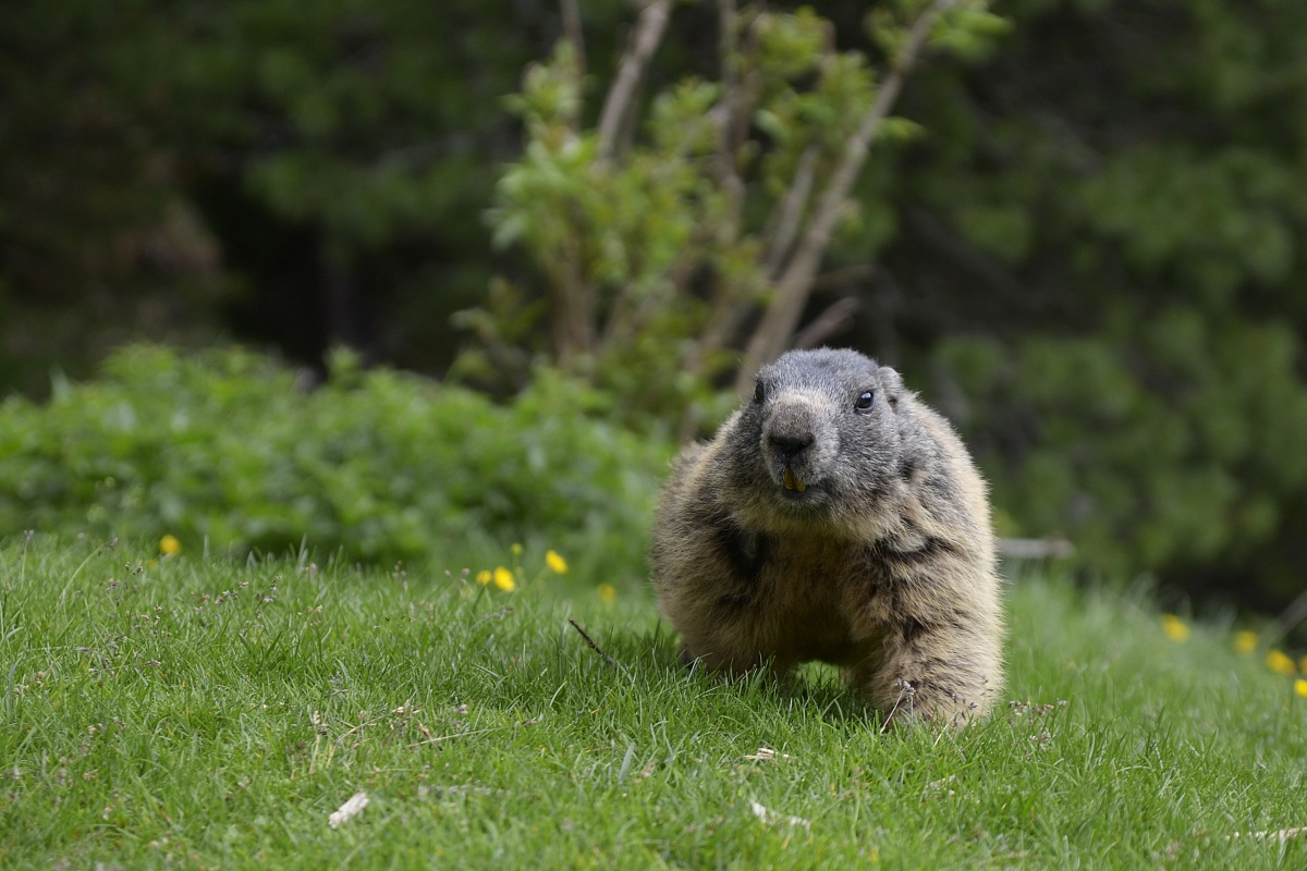 Marmot at the foot of Pordoi - Canazei