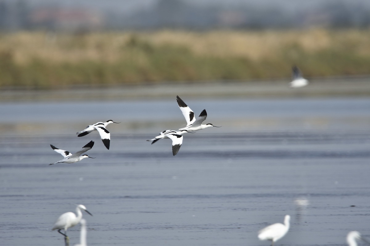 Avocette in volo