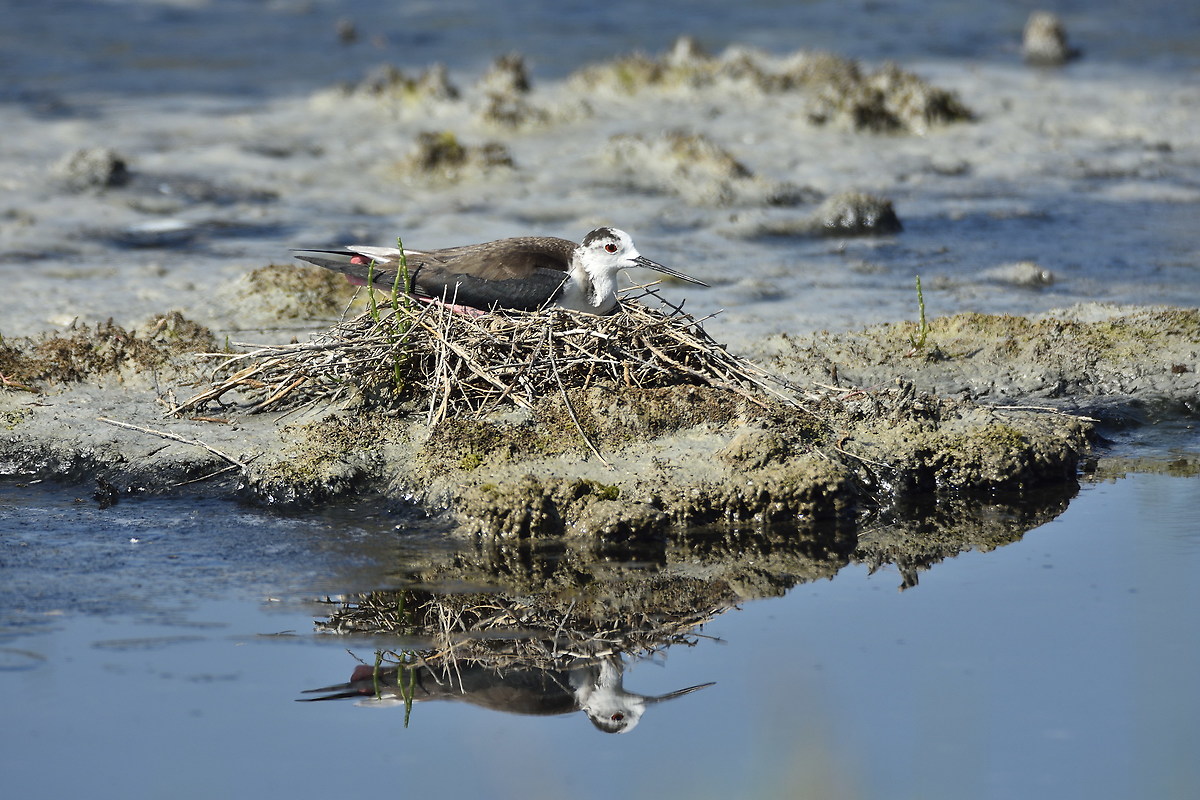 Zitti, che devo covare ...