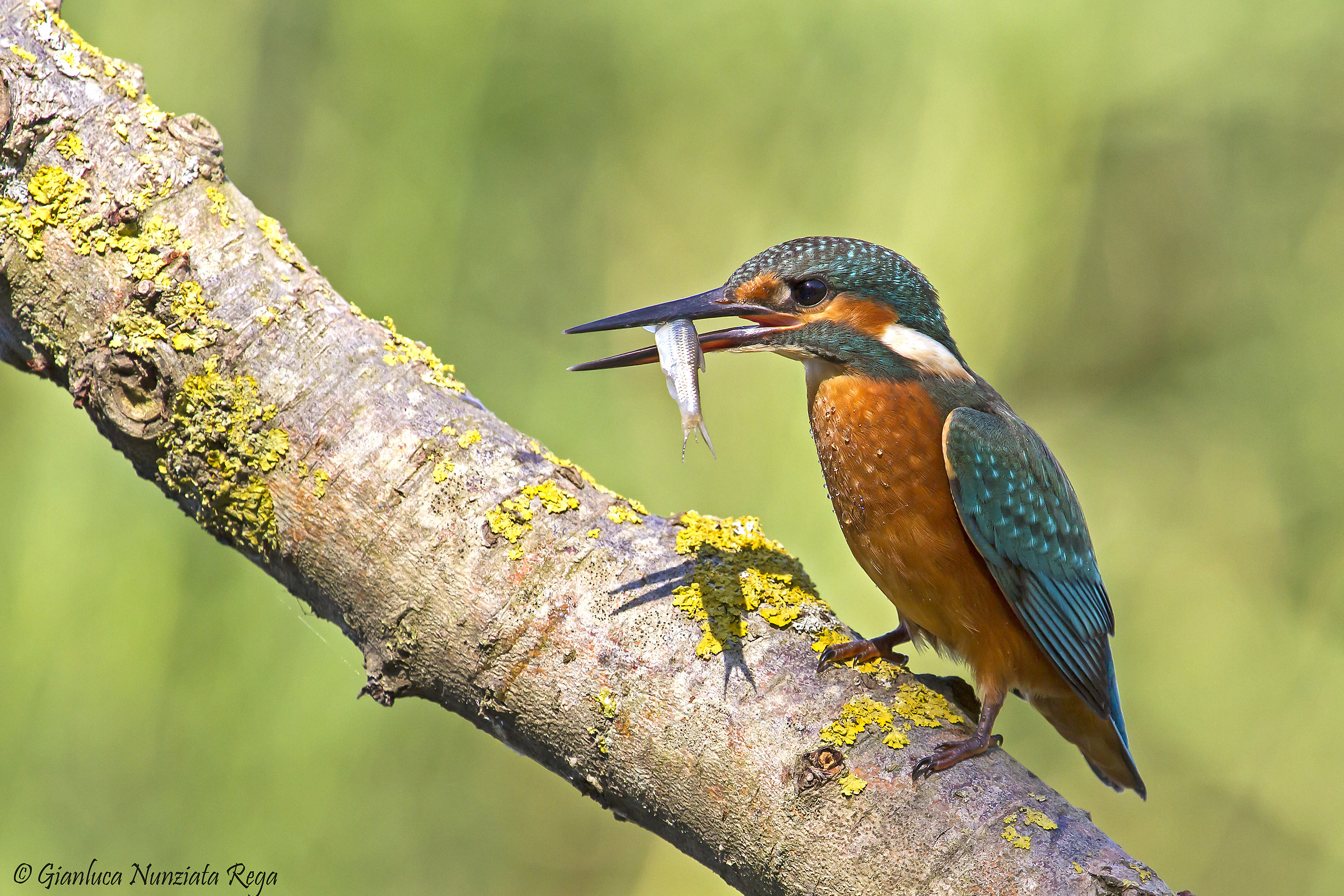Martin pescatore femmina con spuntino