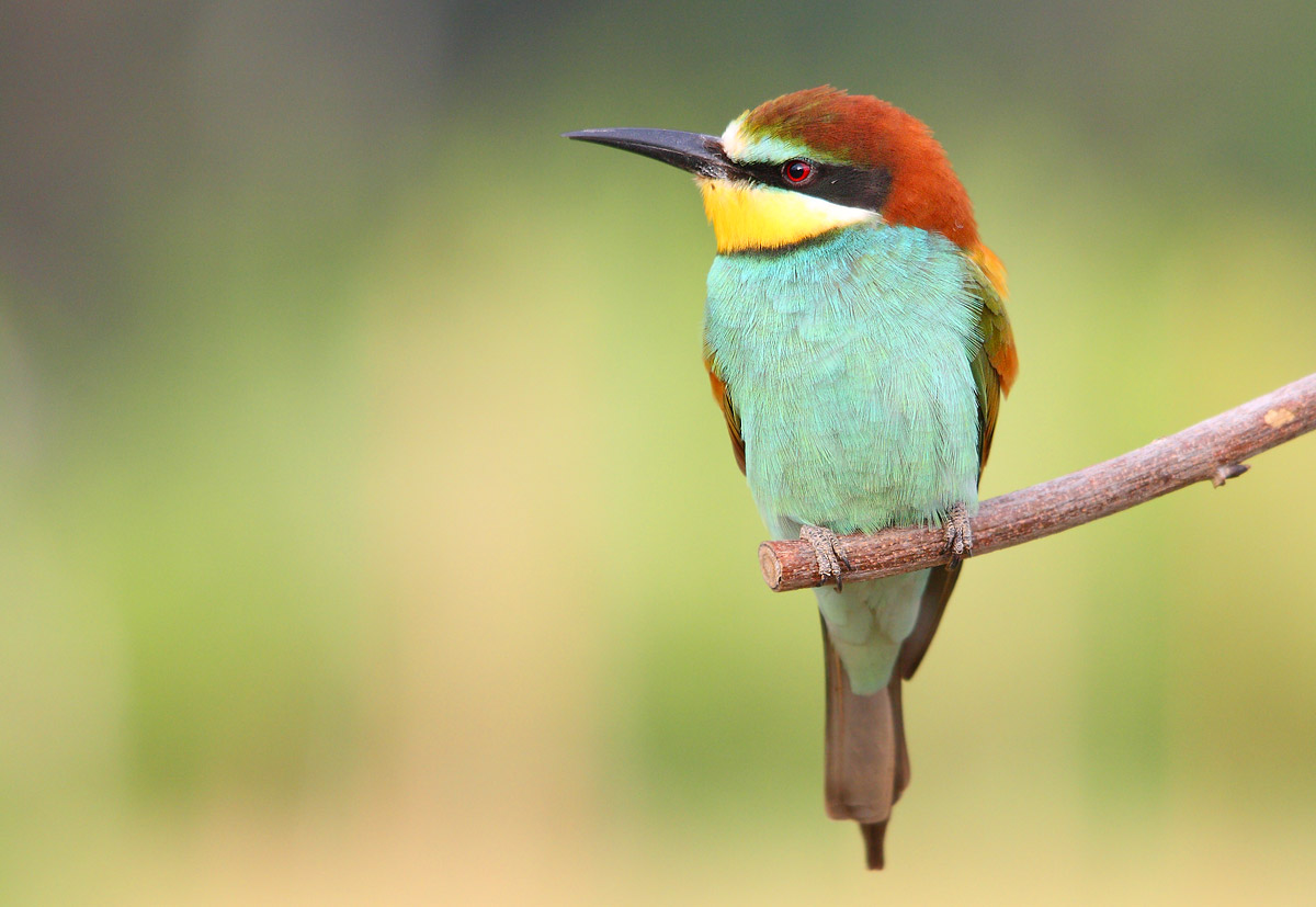 bee-eater
