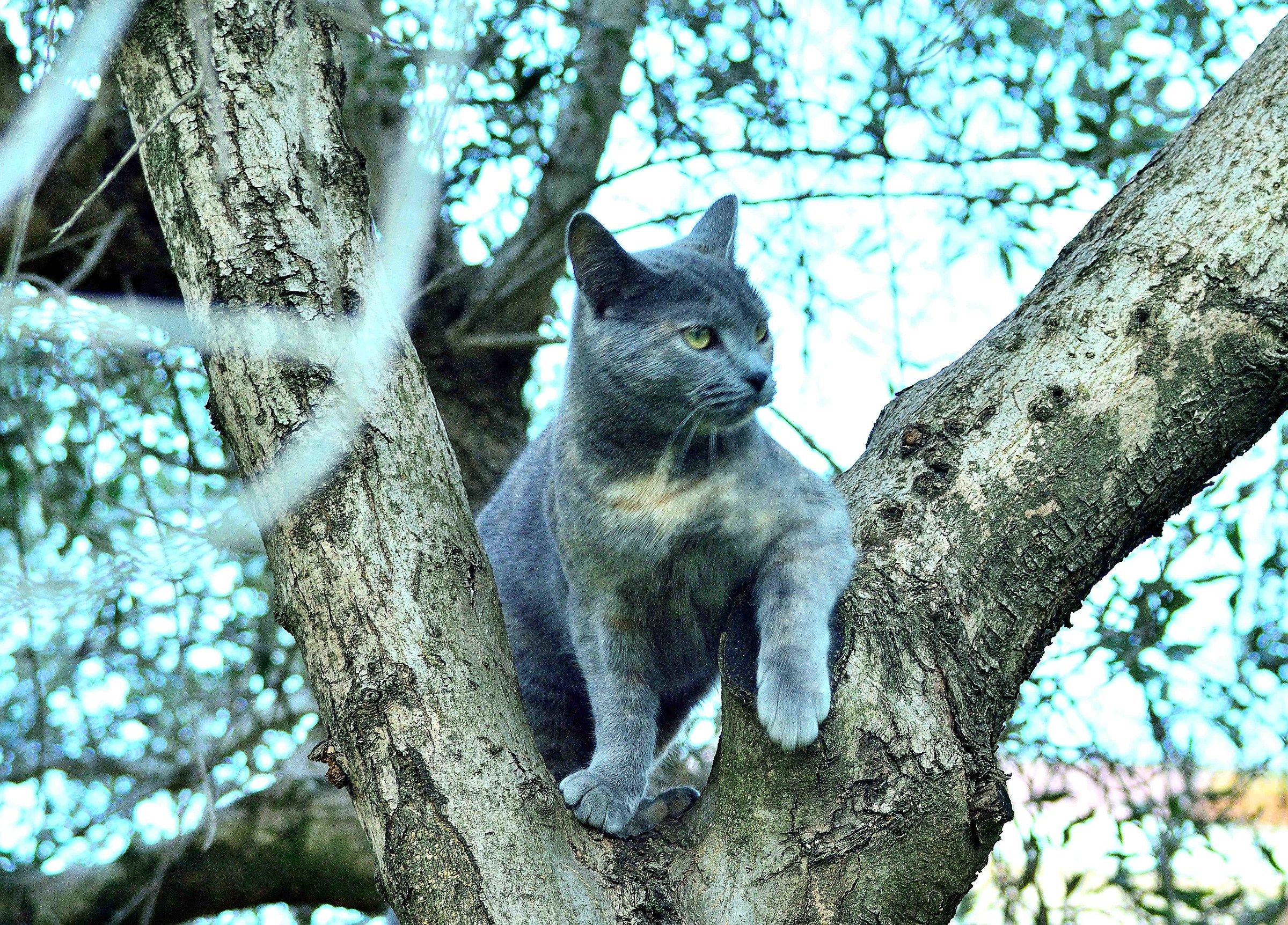 Imitazione della Lince