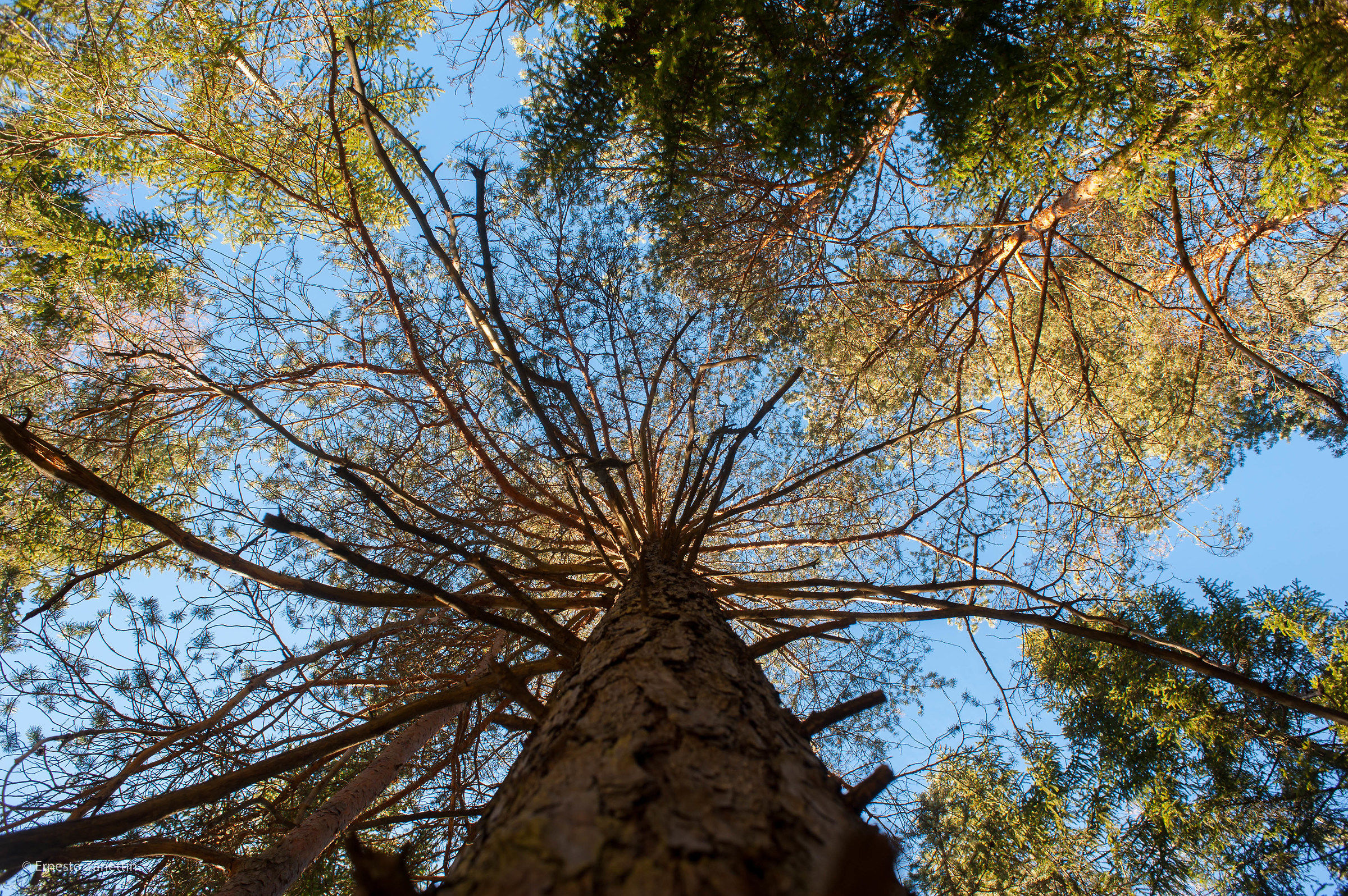 Prospettiva dell'albero