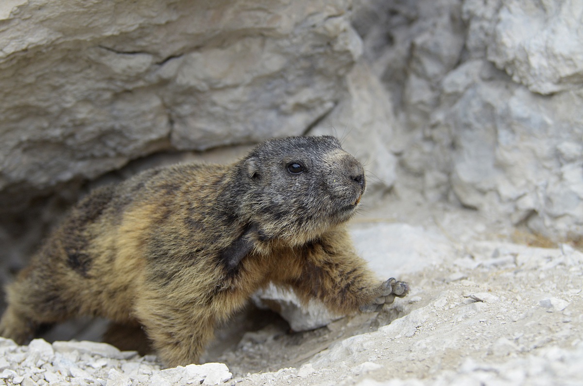 Marmot at the foot of the Pordoi 2 - Canazei