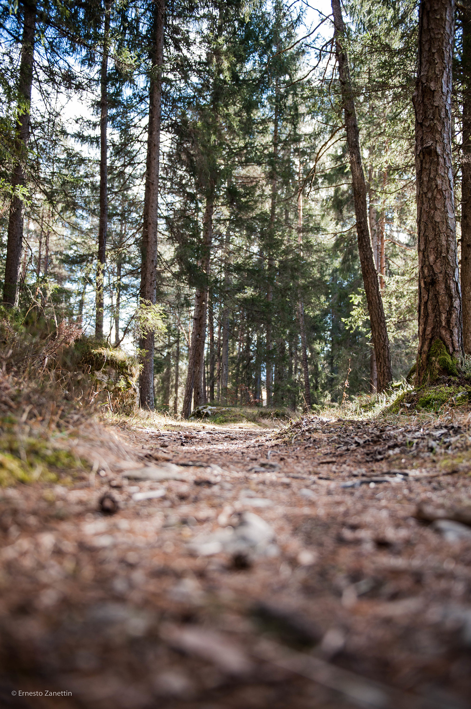 d700 for a walk in the woods