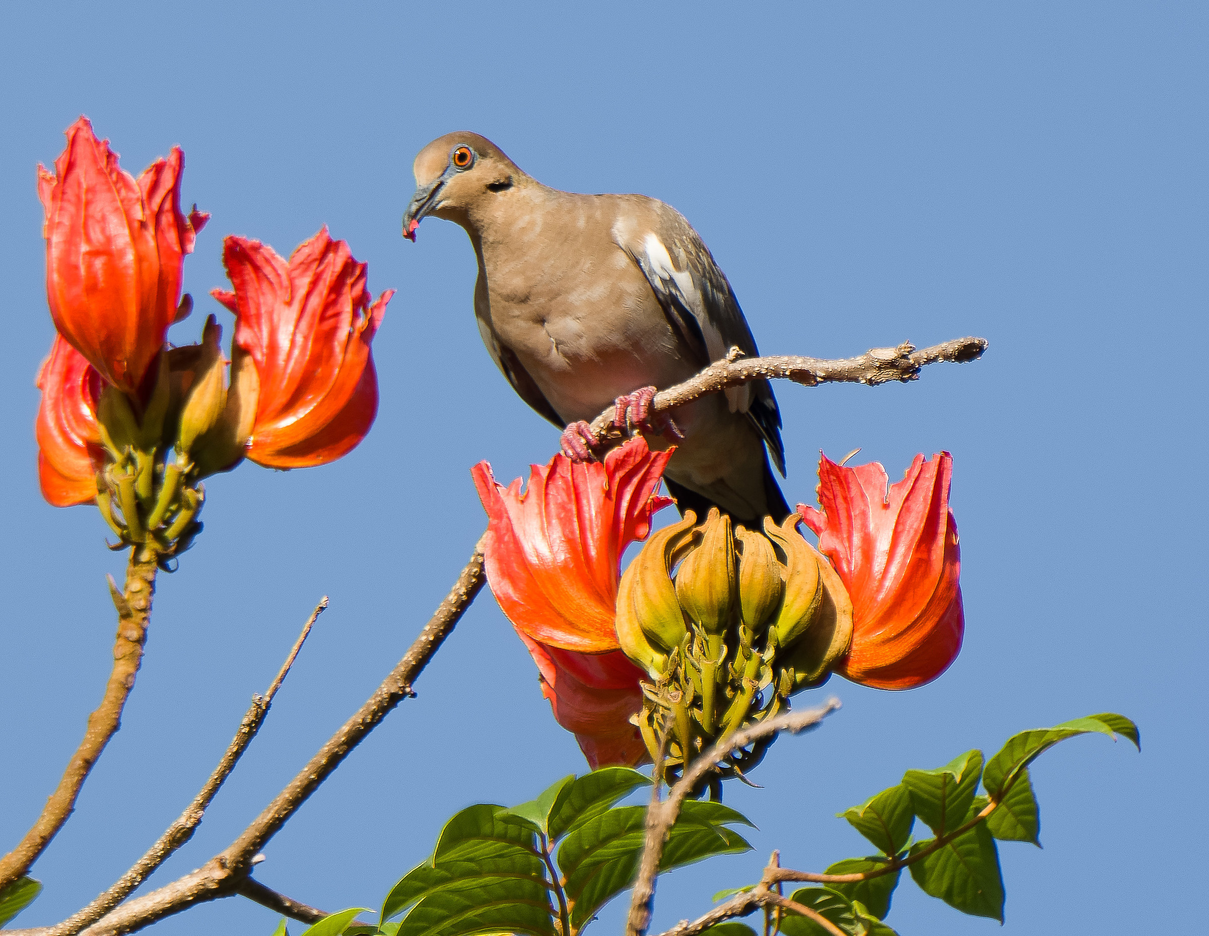 Colomba Bianco-alata / Zenaida asiatica