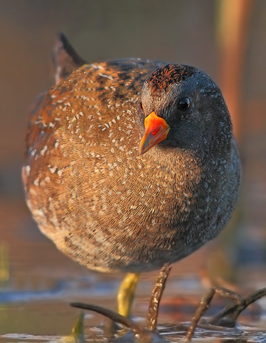 voltolino, un cerchio perfetto.