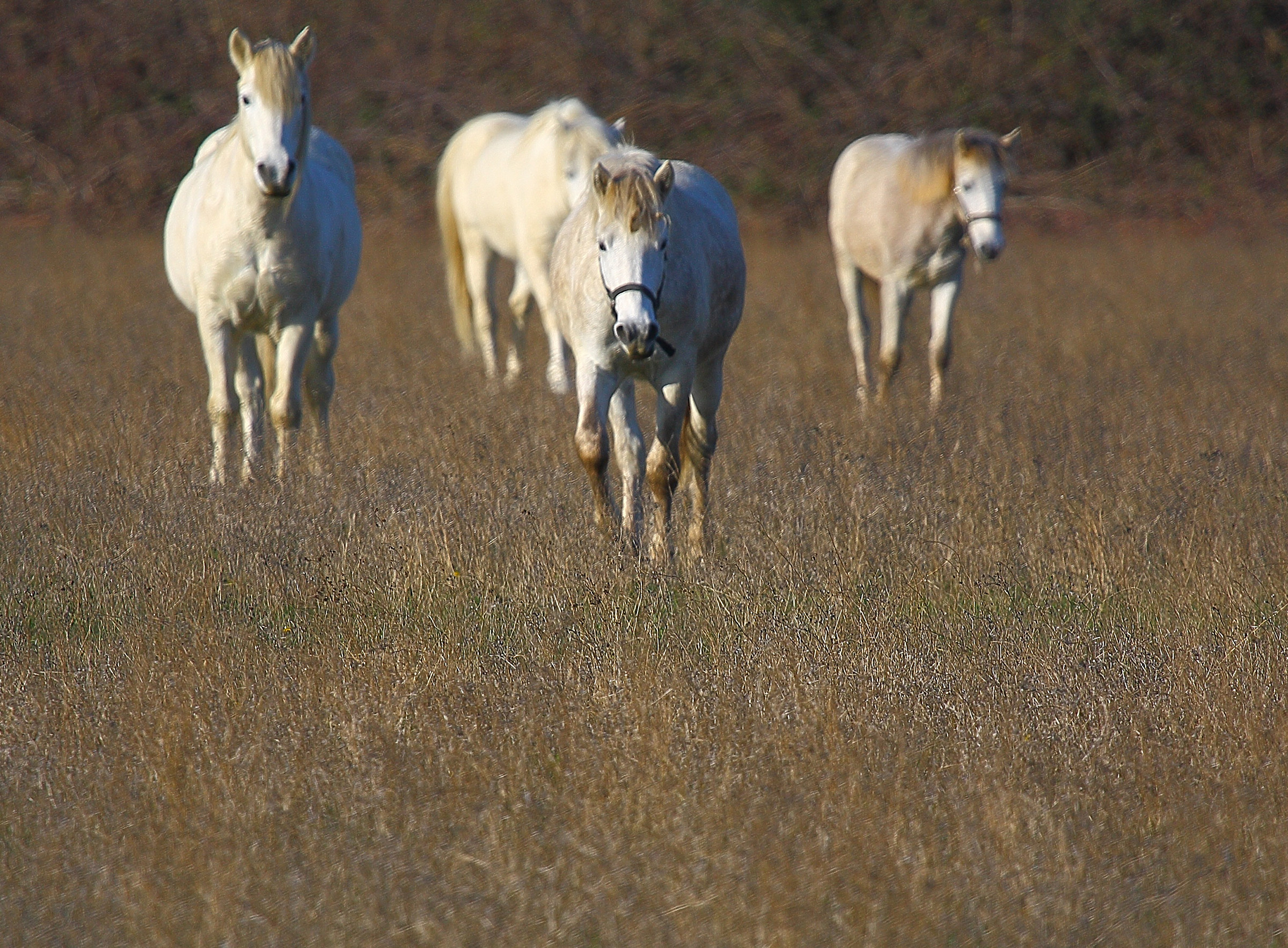 running horses in the Camargue