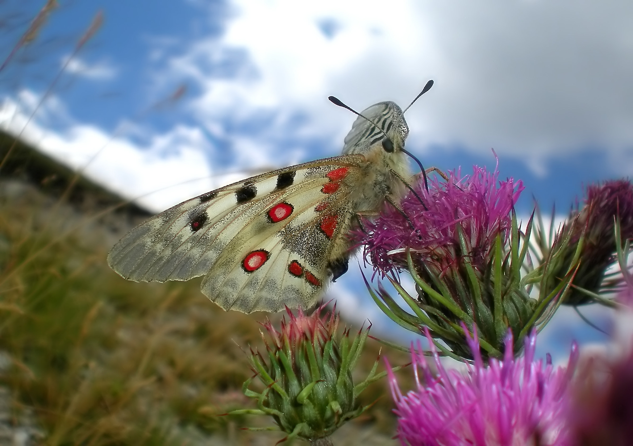Parnassius Apollo