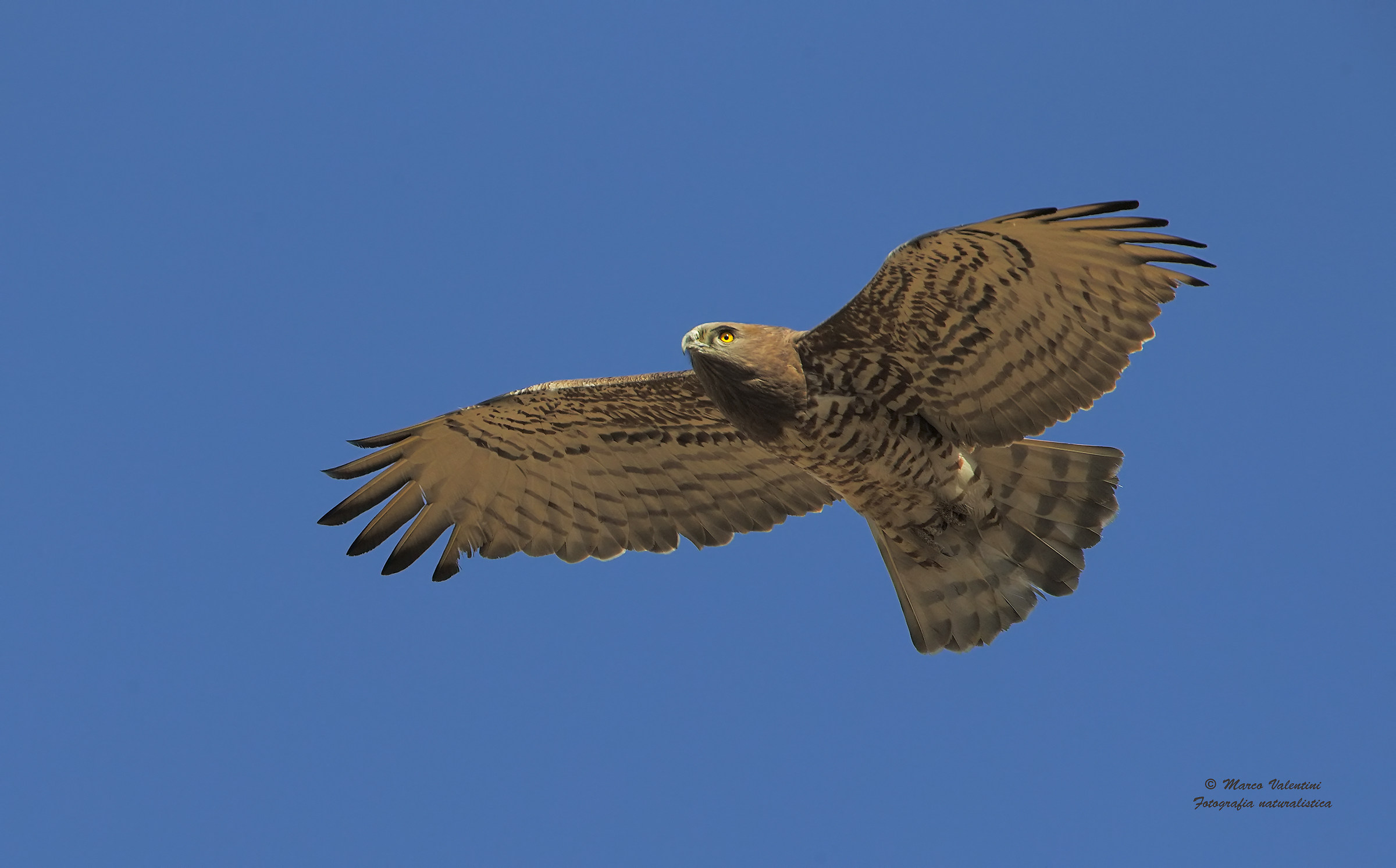 Harrier in flight