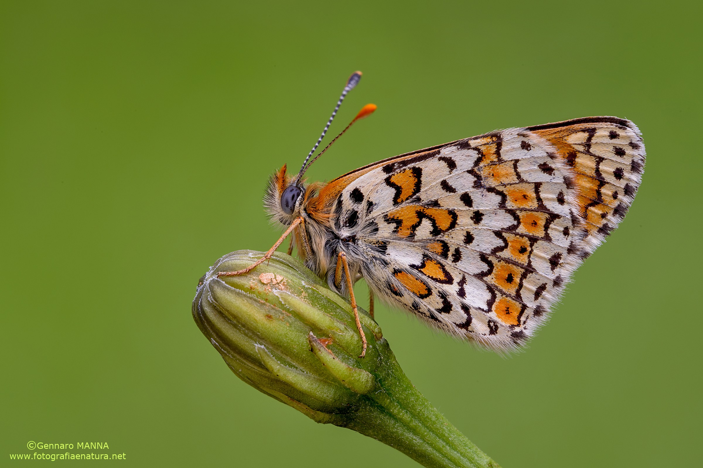 melitaea
