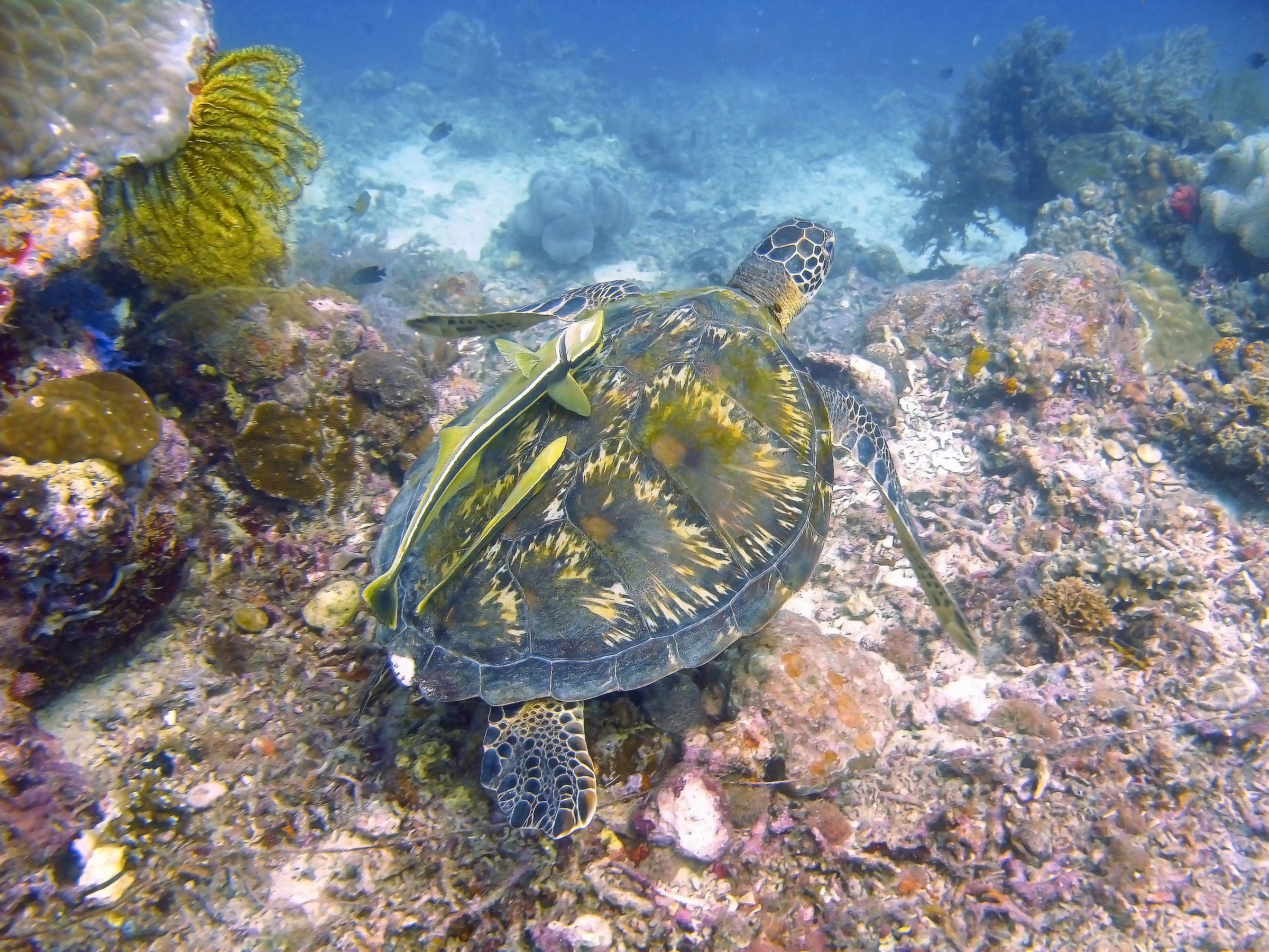Tartaruga nel mare di Cebu (Filippine)