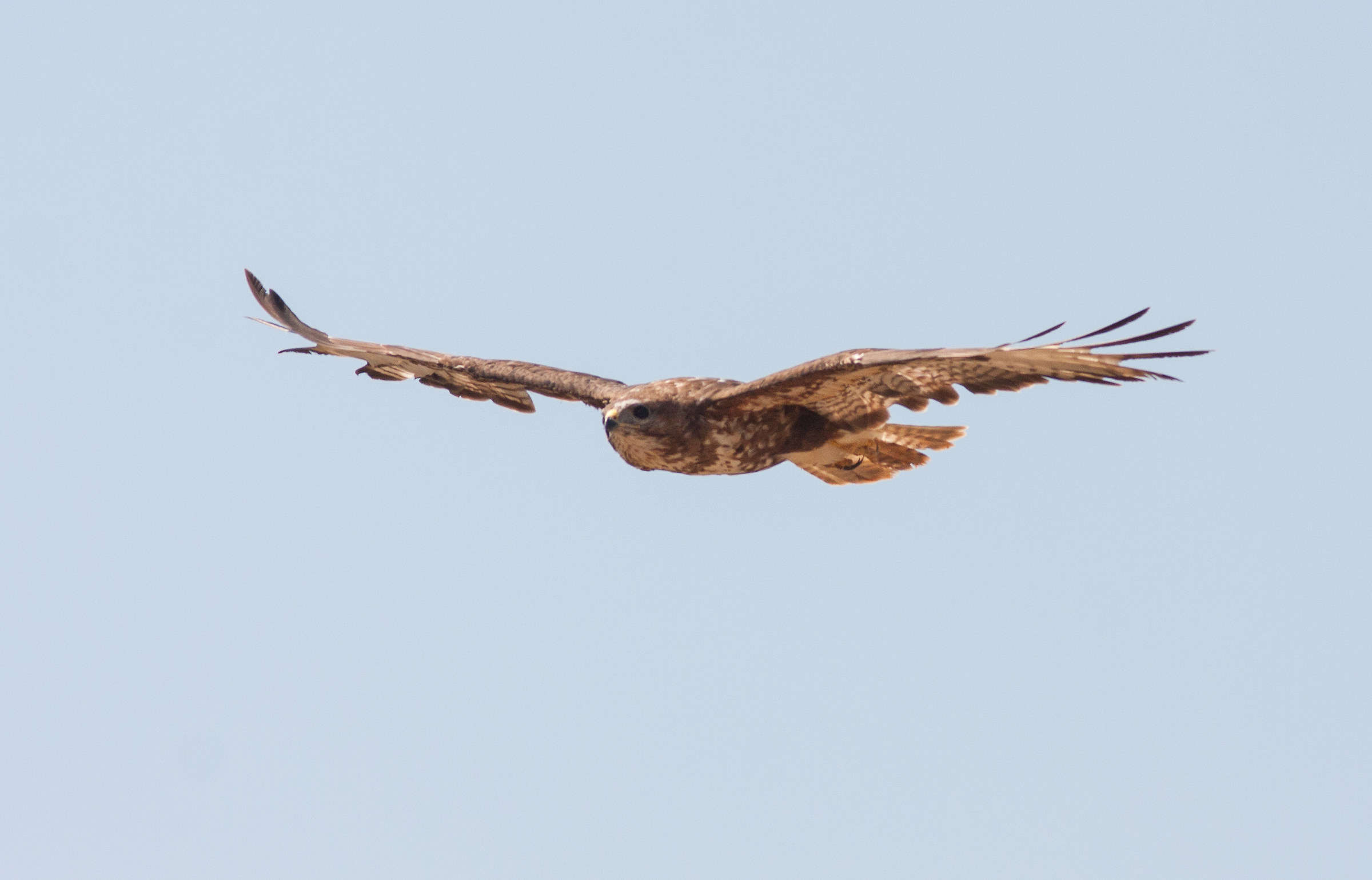 Buteo Buteo