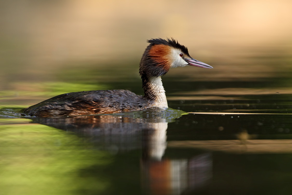 Great crested grebe