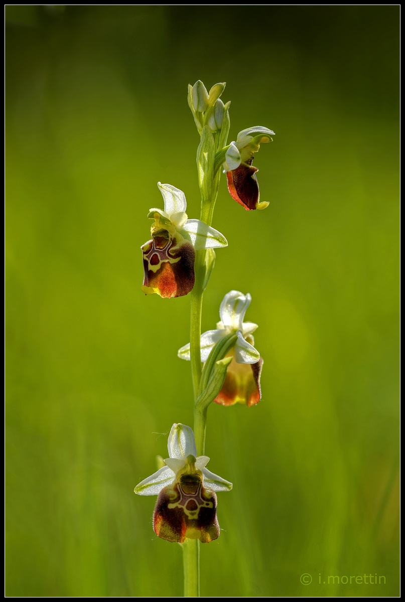 Controluce sull'Ophrys holosericea