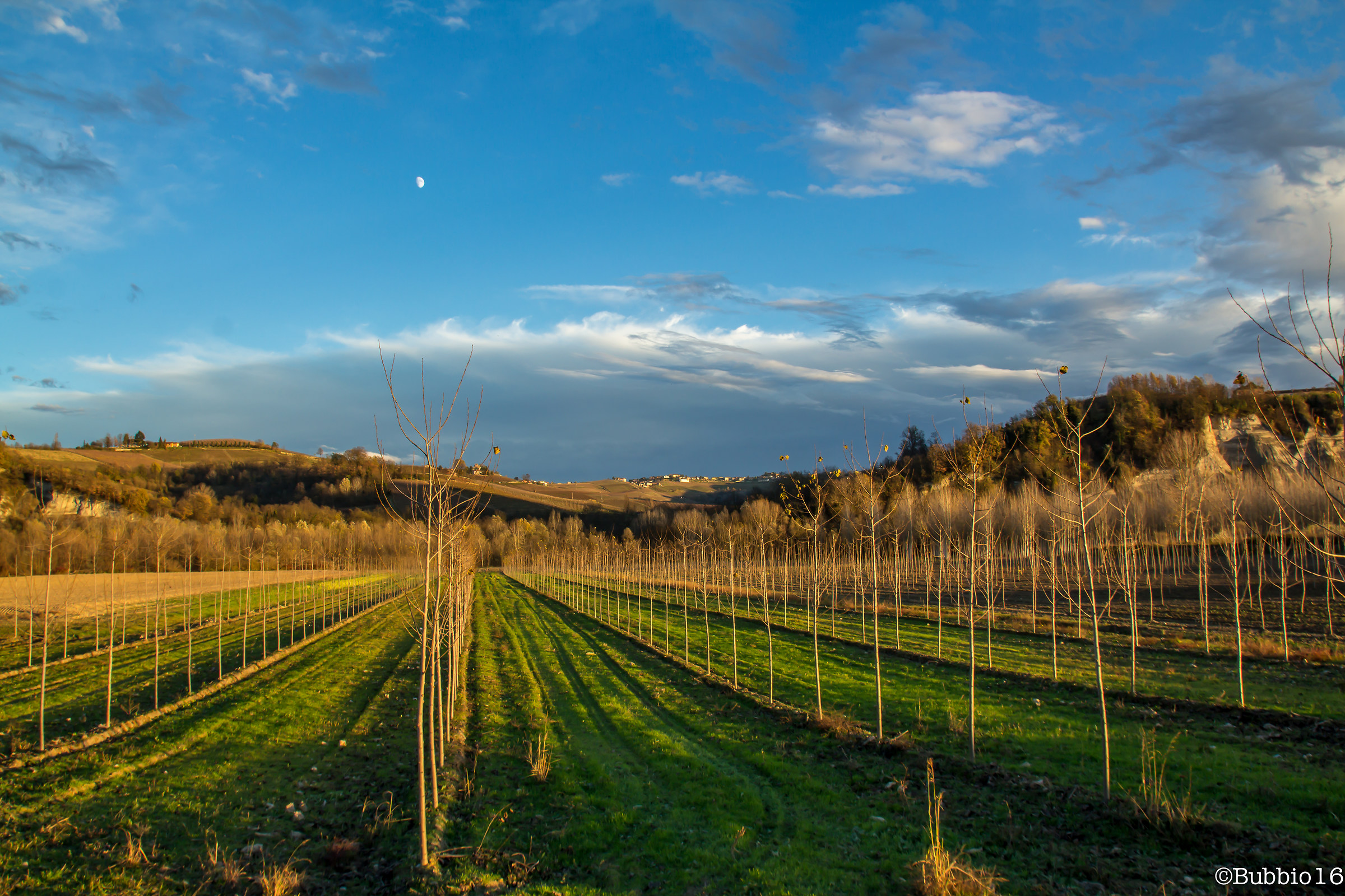 Countryside Landscape III