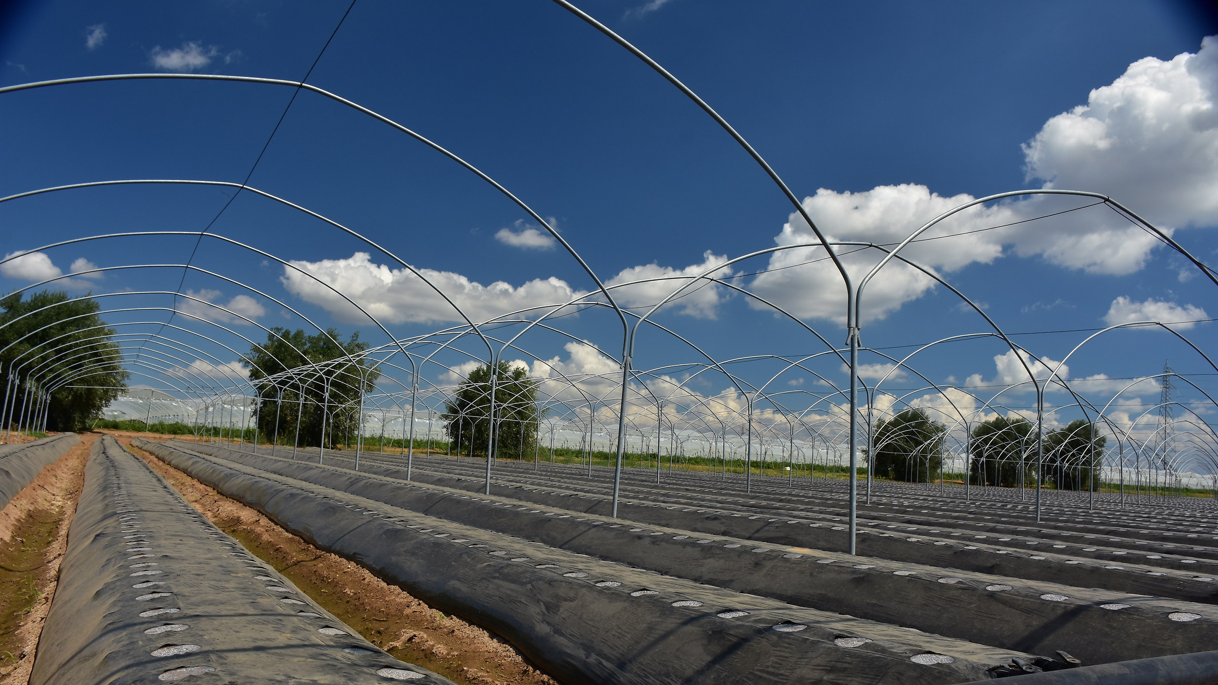 sky and strawberries