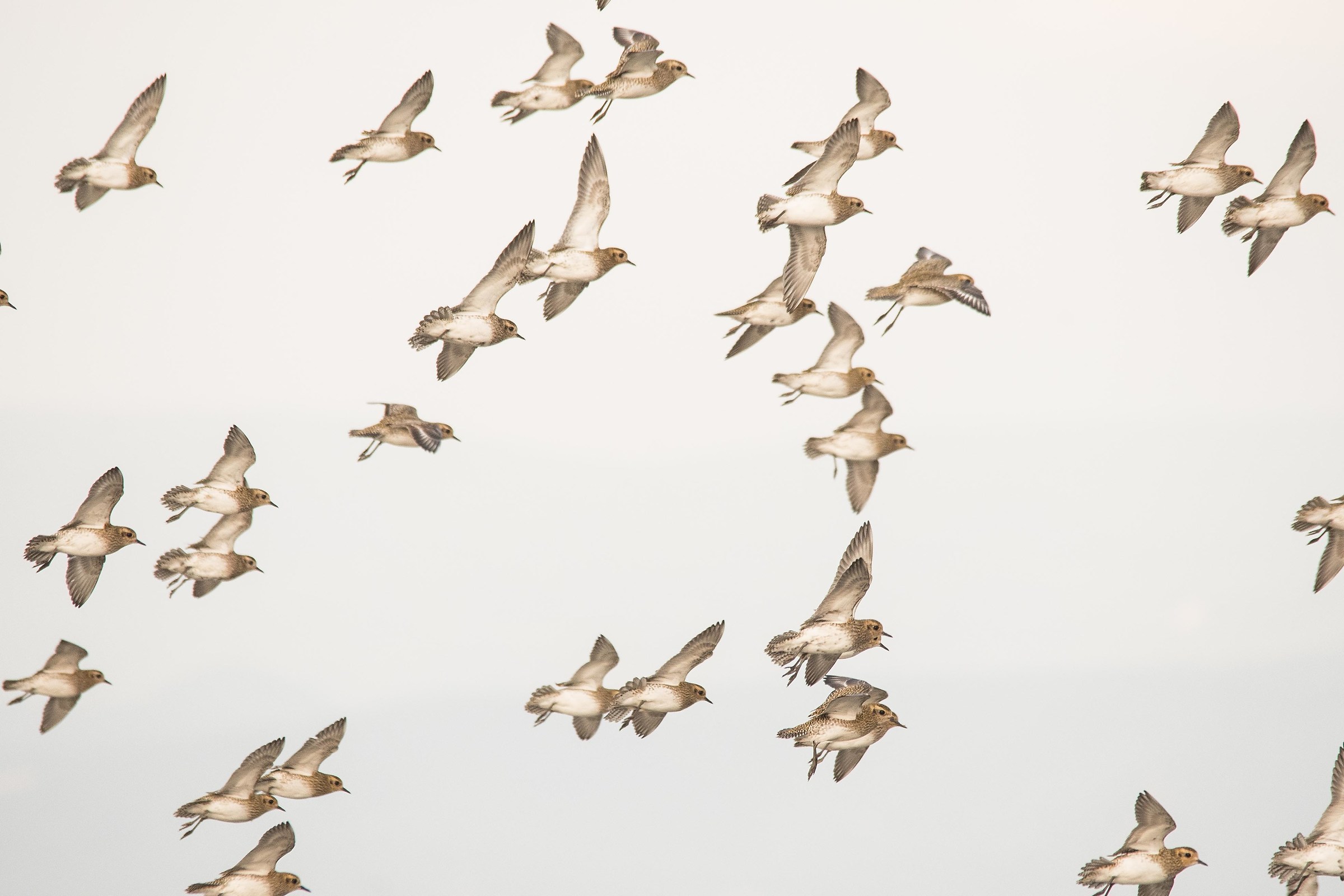 Flock of Golden Plover